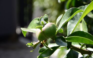 Imagem de destaque para Ora-pro-nóbis: como plantar e cuidar da planta em casa?